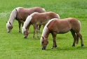 24 Pferd-Tiere-D33_7335